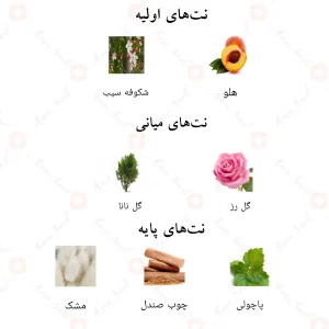 ترکیب رایحههای ادکلن اندلس احمد المغربی