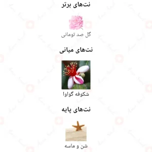 رز_سداکشن_سکرت_سان_کیسد_Rose_Seduction_Secret_Sunkissed
