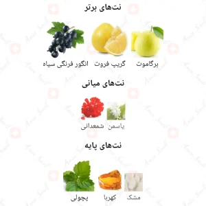 عطر_نایت_کلاب_ابسولوت_Night_Club_Absolute_