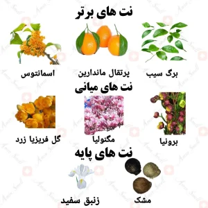 ادکلن زنانه آمور نیش کالکشن ولار