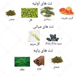  ادکلن مردانه لاکونیک نویر روونا 